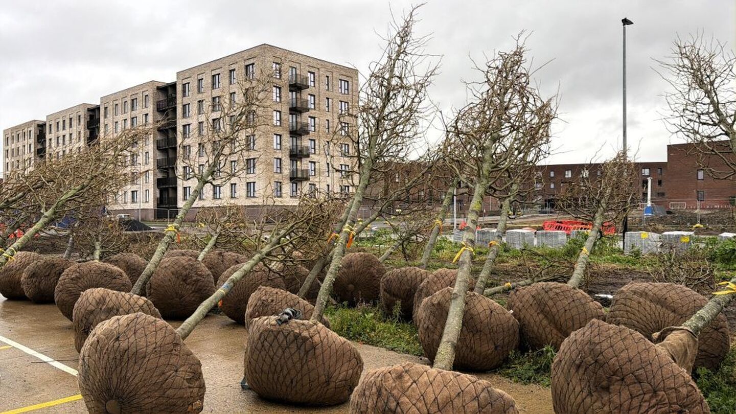 Brabazon tree delivery Jan 26