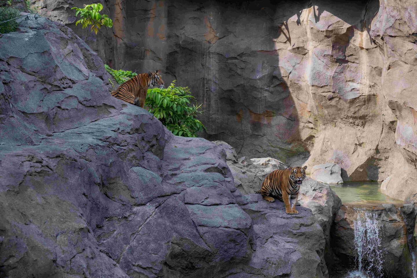 Rainforest Wild Asia The Malayan tigers at the Rock Cascade 2 Photo Credit Mandai Wildlife Group