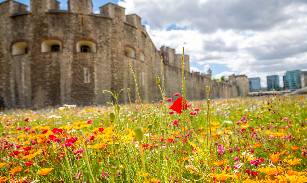 Superbloom Shines at 2025 European Garden Awards