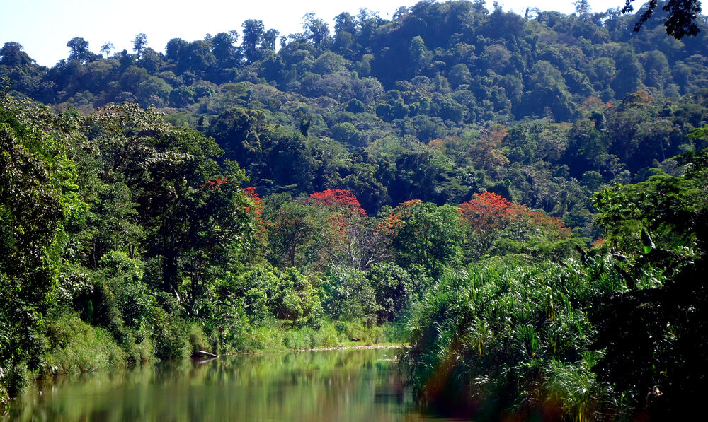 Supporting vital Bosque de las Madres project in Costa Rica