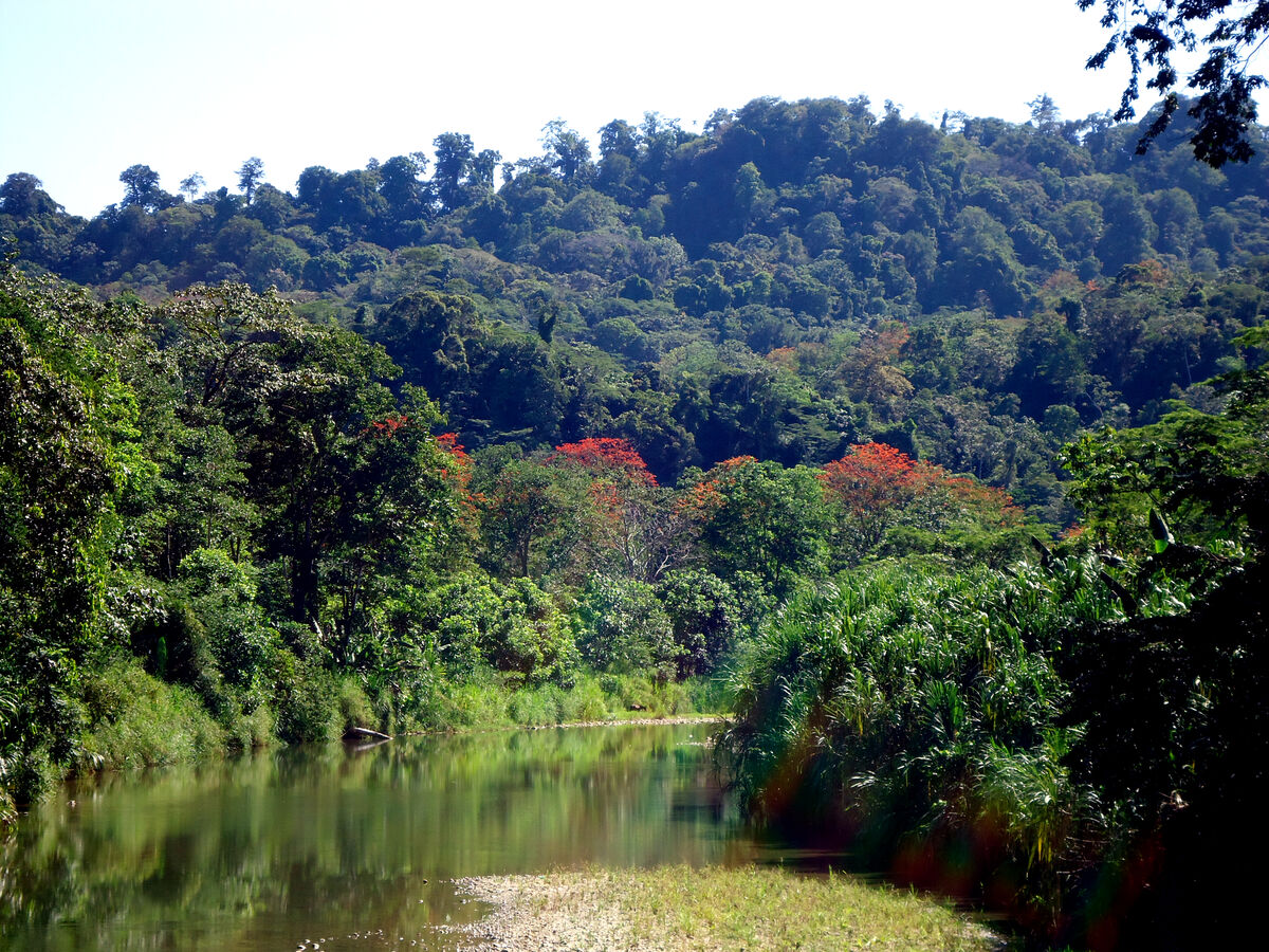 Supporting vital Bosque de las Madres project in Costa Rica
