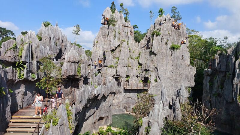Rainforest Wild Asia