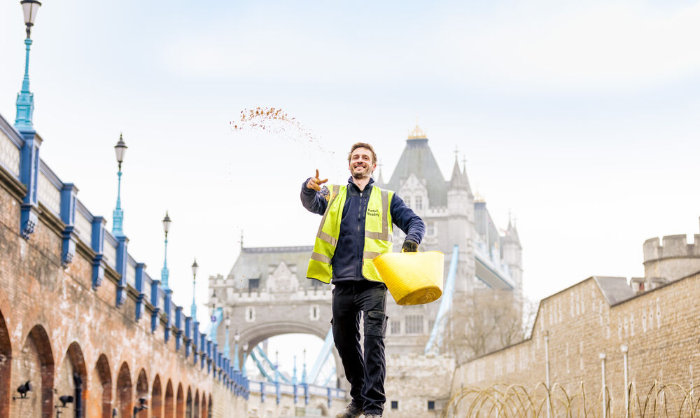 Seed sowing underway for Tower of London Jubilee ‘Superbloom’